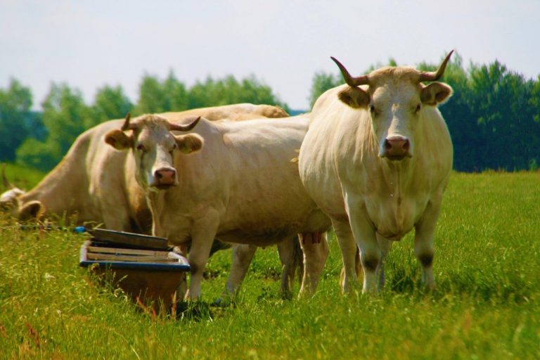 Read more about the article Rind ist nicht Rind: Wissenswertes über Rindfleisch