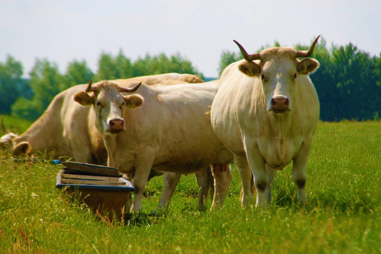 You are currently viewing Rind ist nicht Rind: Wissenswertes über Rindfleisch