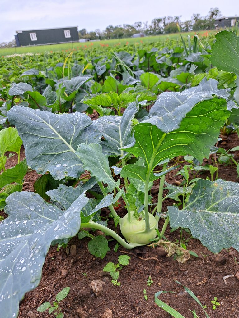 Mehr über den Artikel erfahren Frisches Gemüse aus dem Garten 🥬
